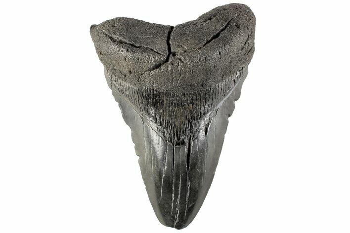 Fossil Megalodon Tooth - South Carolina #170592